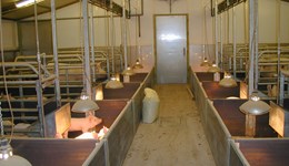 Case study: Streamline feeding on a farrow-to-finish pig unit